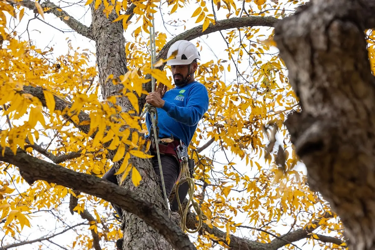 Skilled Tree Planting crew working in Northboro
